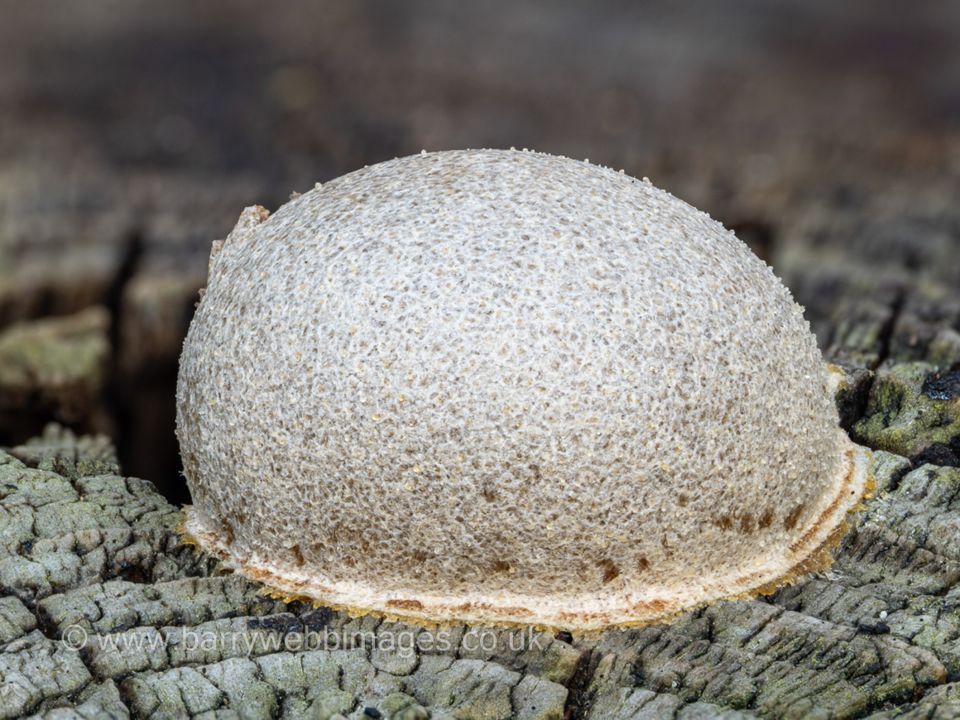 Photo © Barry Webb Reticularia lycoperdon by Barry Webb